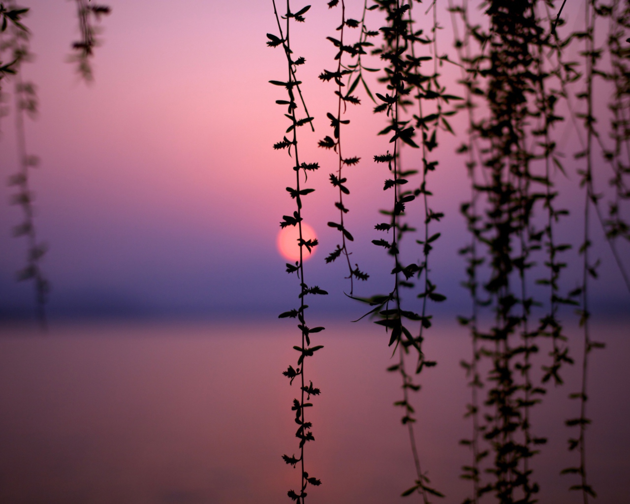 Sunset Through Branches screenshot #1 1280x1024