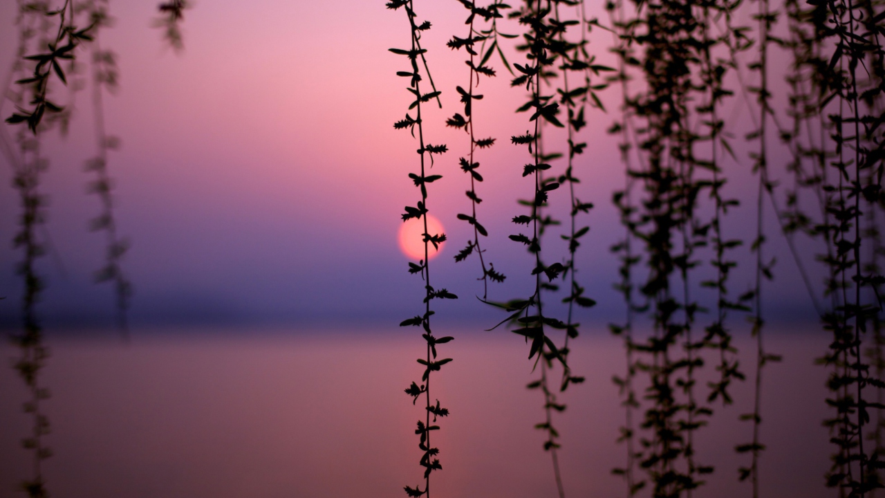 Sunset Through Branches wallpaper 1280x720