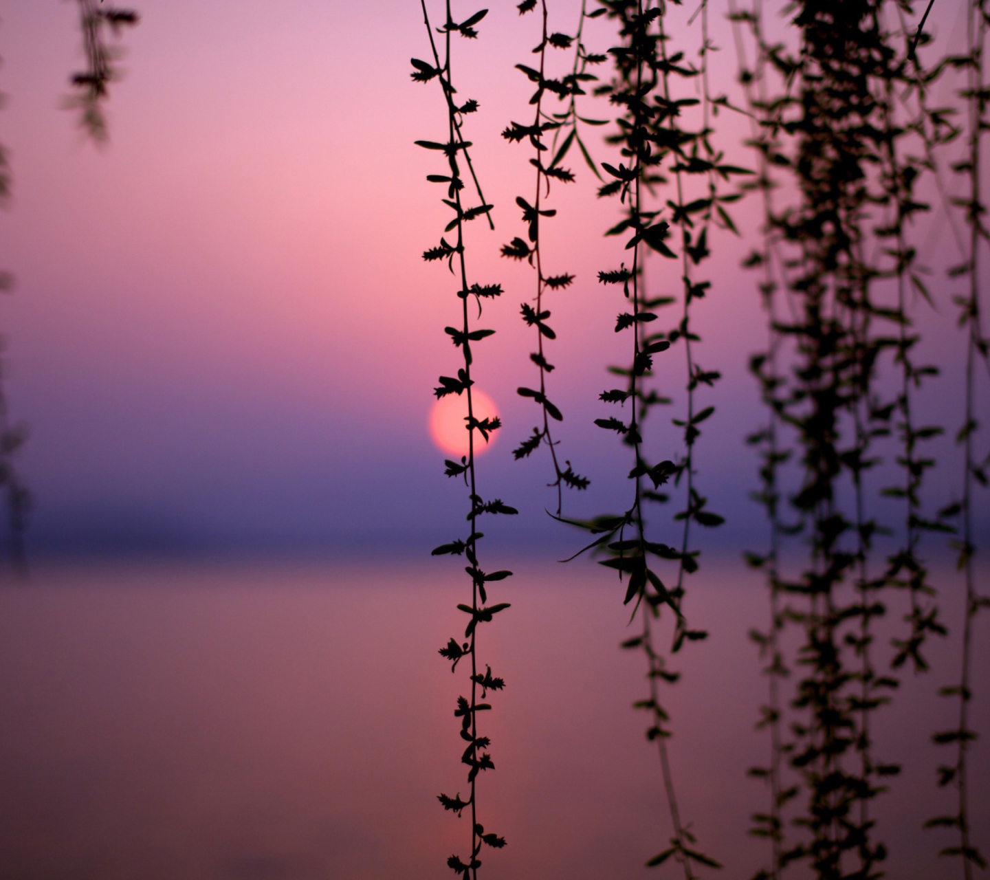 Das Sunset Through Branches Wallpaper 1440x1280
