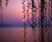 Sunset Through Branches screenshot #1 176x144
