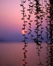 Das Sunset Through Branches Wallpaper 176x220