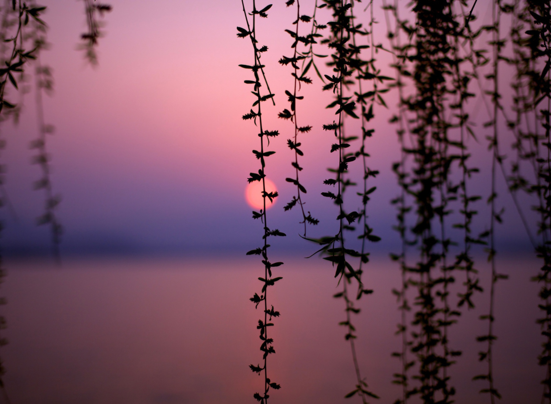 Fondo de pantalla Sunset Through Branches 1920x1408