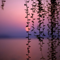 Sunset Through Branches screenshot #1 208x208