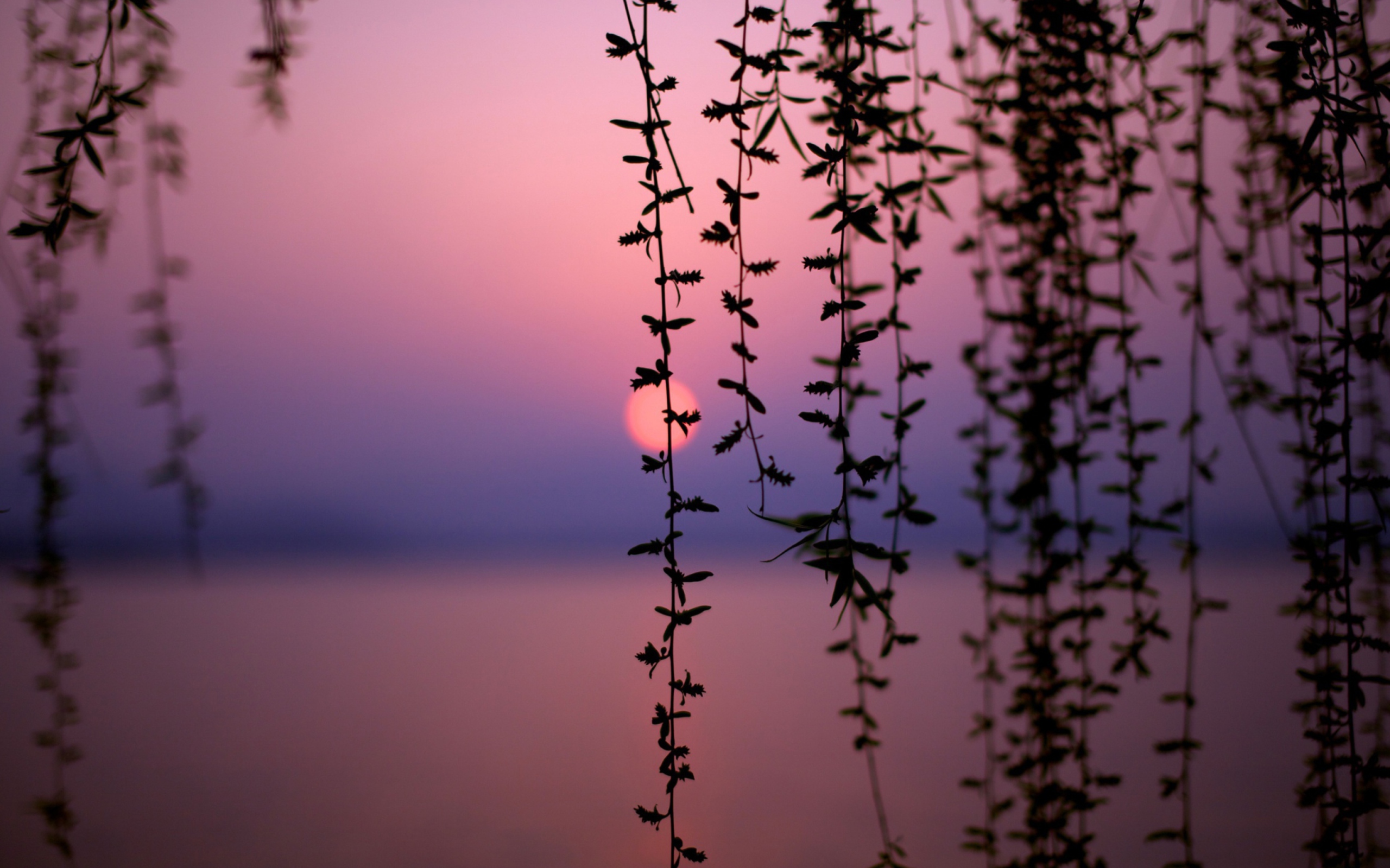 Fondo de pantalla Sunset Through Branches 2560x1600