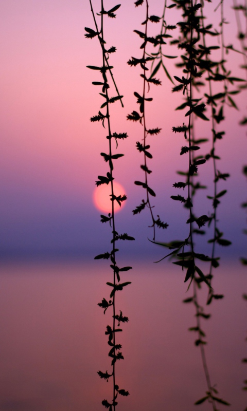 Sunset Through Branches screenshot #1 480x800