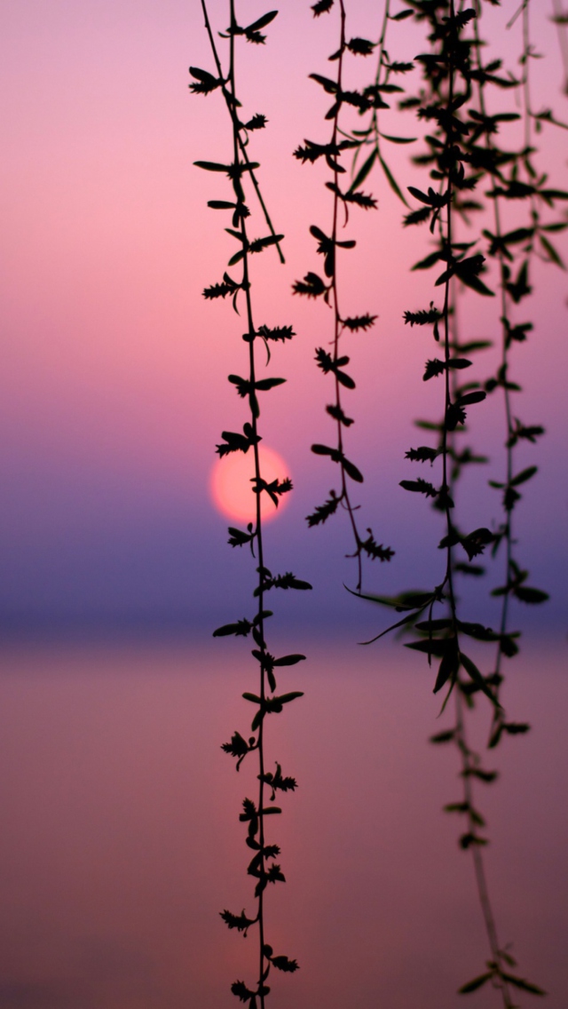 Das Sunset Through Branches Wallpaper 640x1136