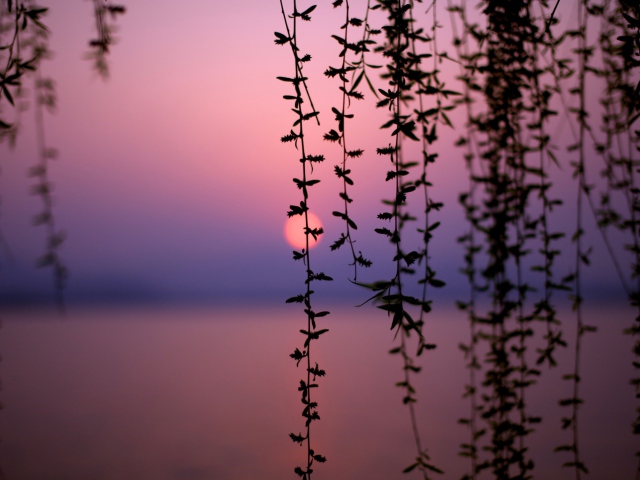 Sfondi Sunset Through Branches 640x480