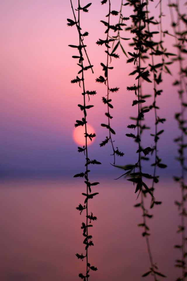 Sunset Through Branches wallpaper 640x960