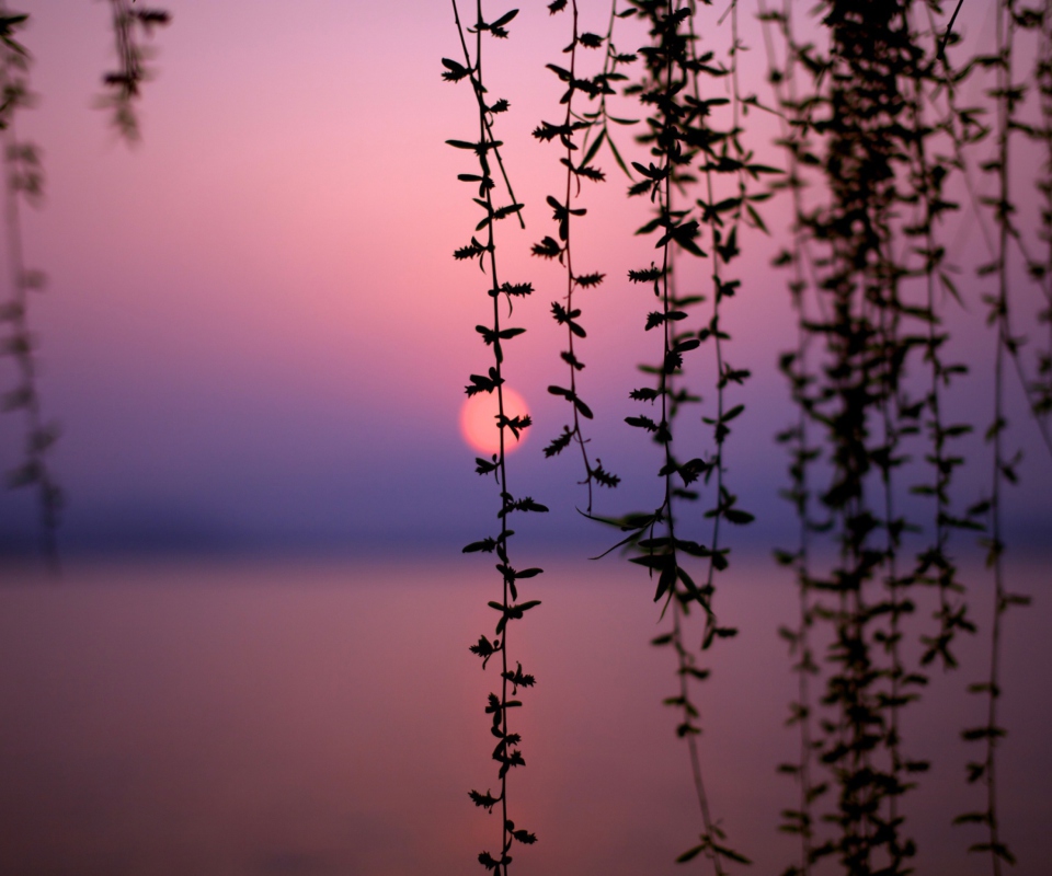 Sunset Through Branches screenshot #1 960x800