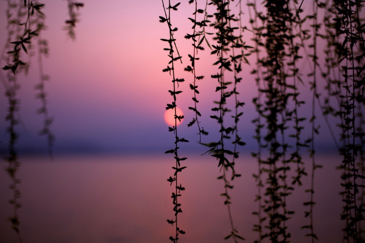 Обои Sunset Through Branches