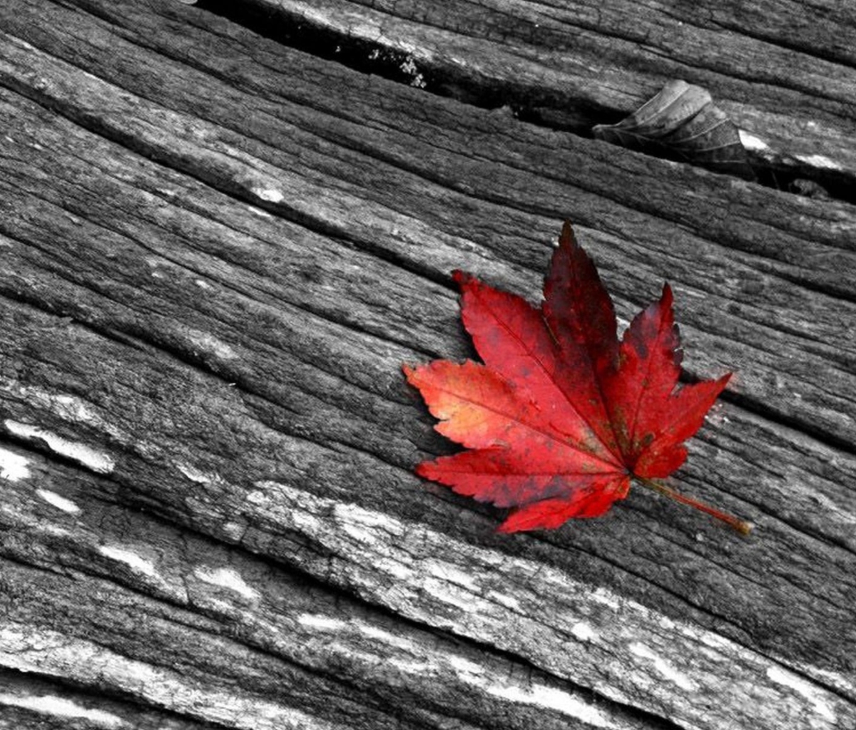 Das Little Red Leaf Wallpaper 1200x1024