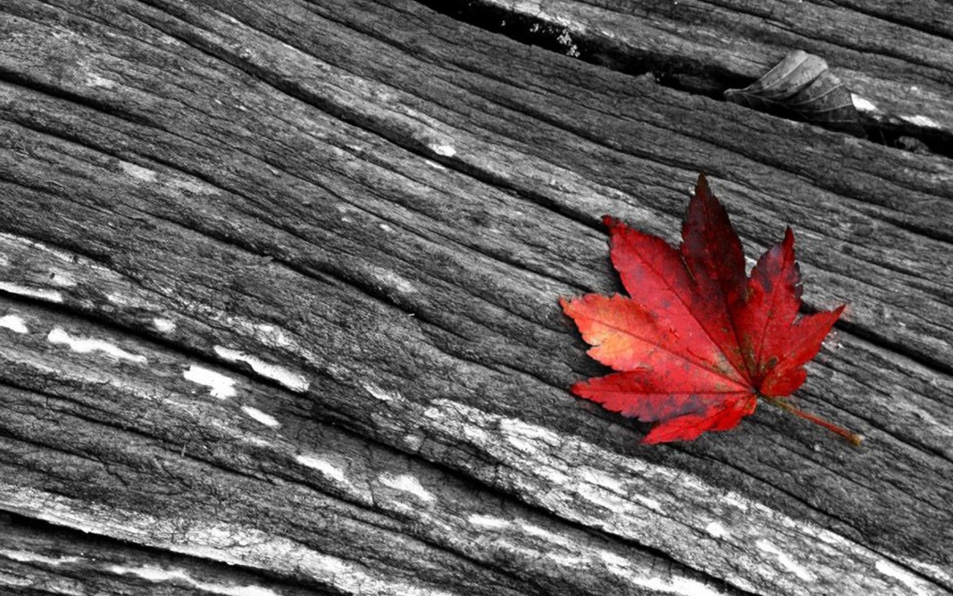 Screenshot №1 pro téma Little Red Leaf 1920x1200