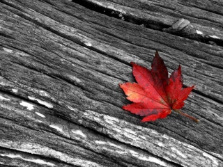 Обои Little Red Leaf 320x240