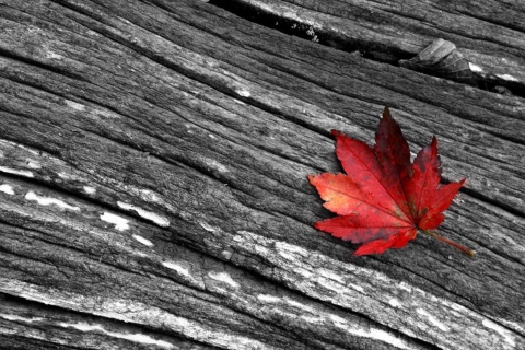 Fondo de pantalla Little Red Leaf 480x320