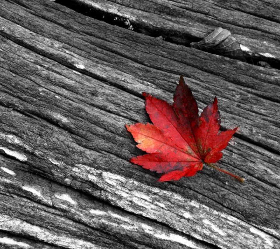 Fondo de pantalla Little Red Leaf 960x854