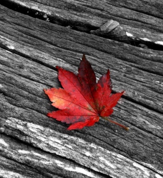 Little Red Leaf - Obrázkek zdarma pro iPad mini 2
