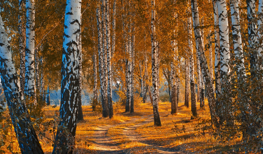 Autumn Forest in October wallpaper 1024x600