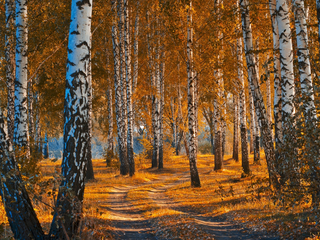 Обои Autumn Forest in October 1024x768