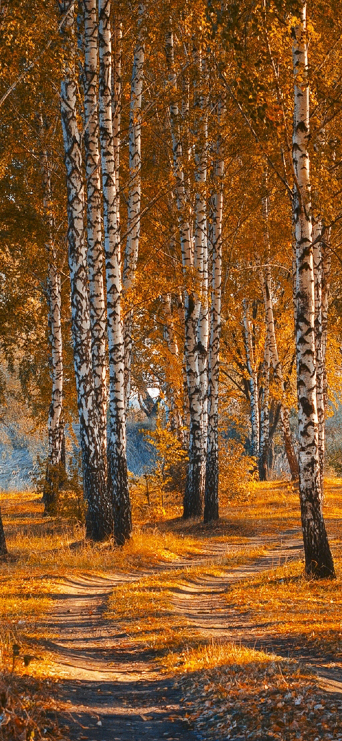 Autumn Forest in October wallpaper 1170x2532