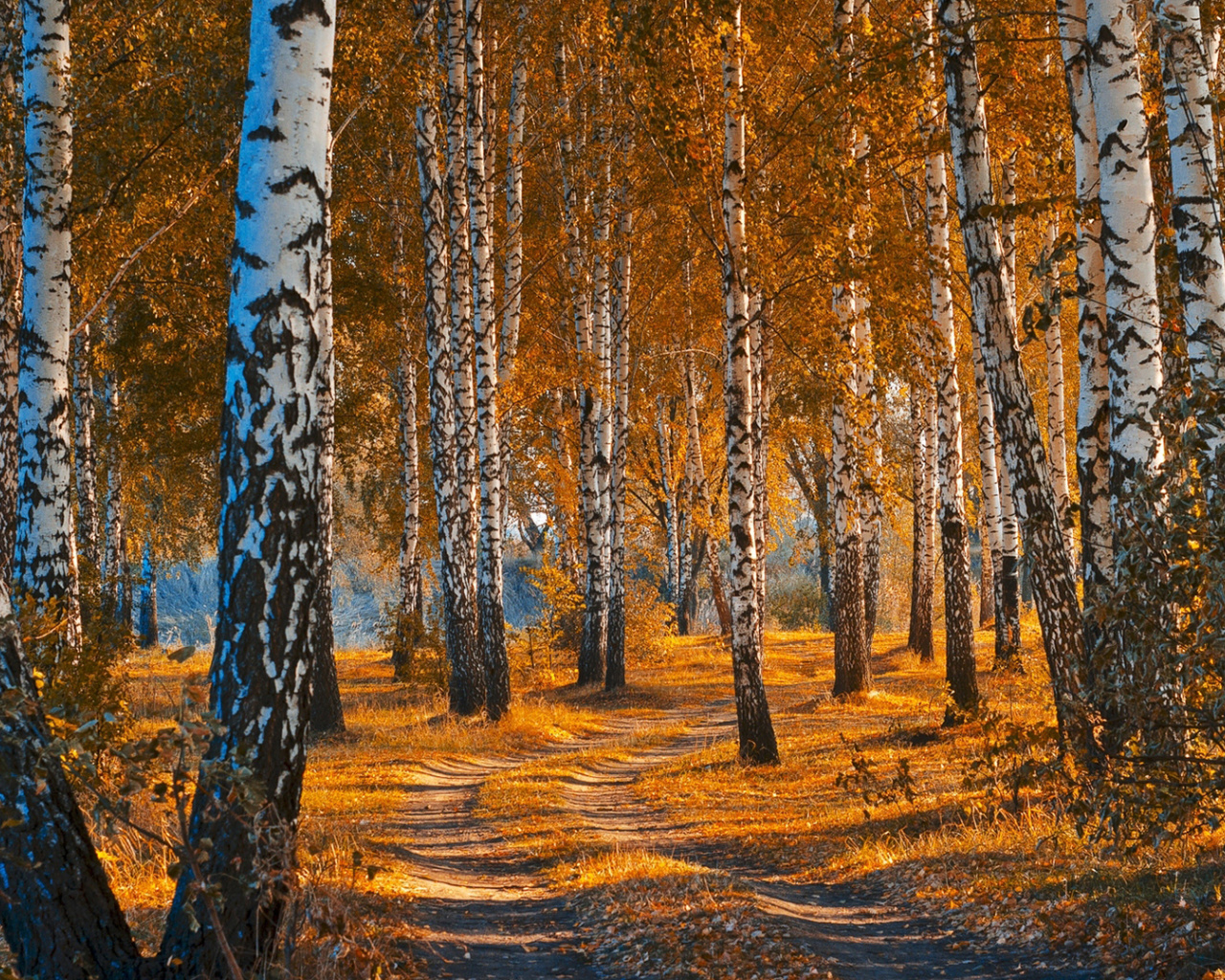 Das Autumn Forest in October Wallpaper 1280x1024