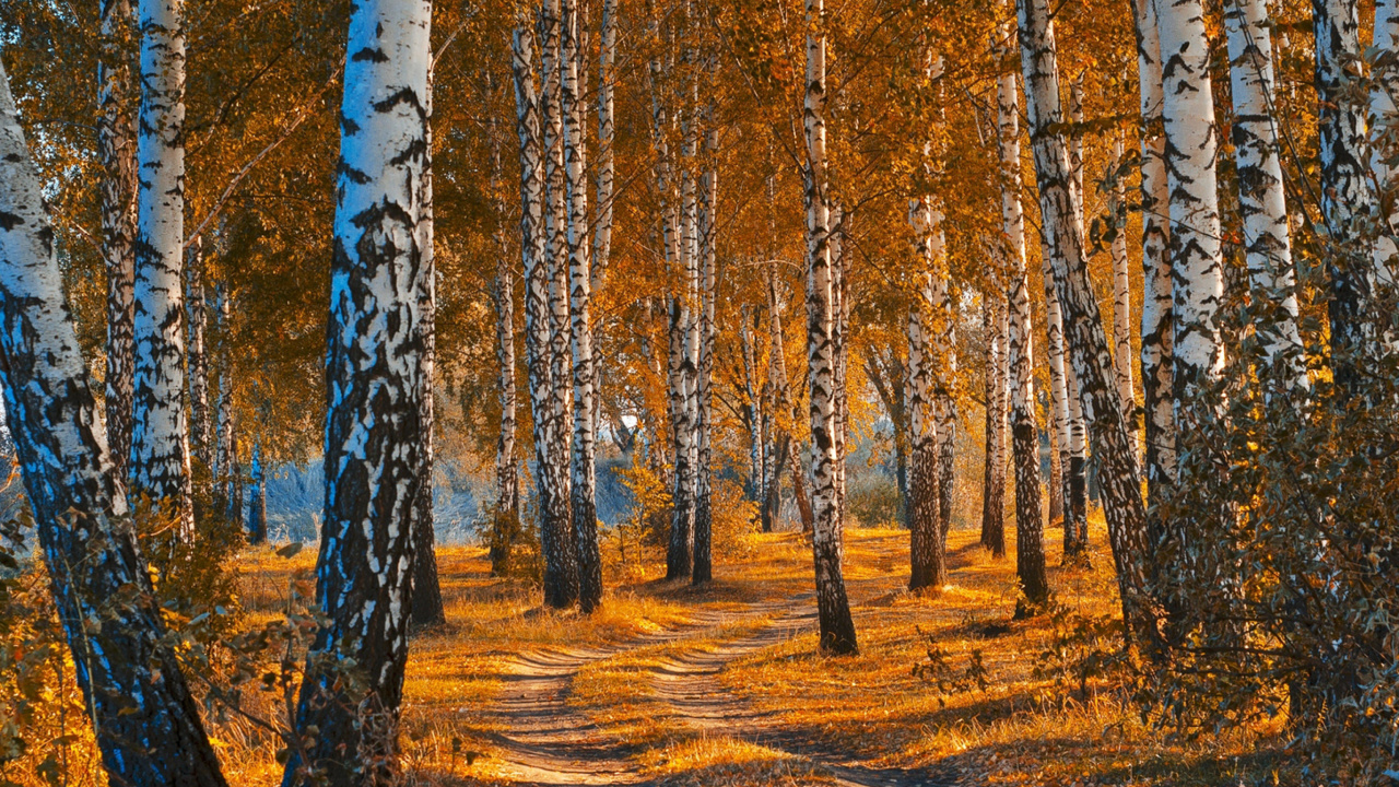 Fondo de pantalla Autumn Forest in October 1280x720