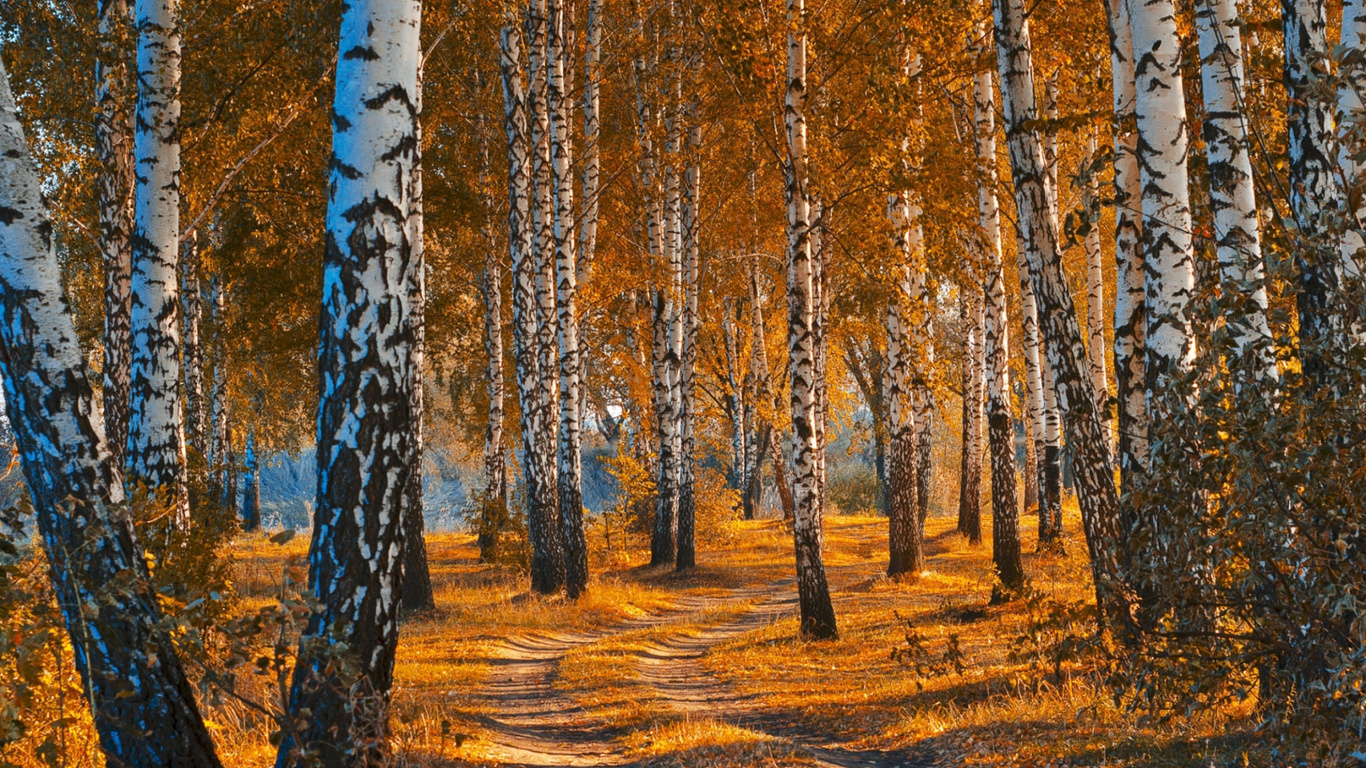 Fondo de pantalla Autumn Forest in October 1366x768
