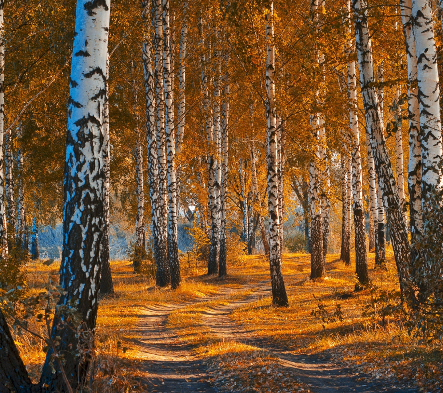 Autumn Forest in October wallpaper 1440x1280