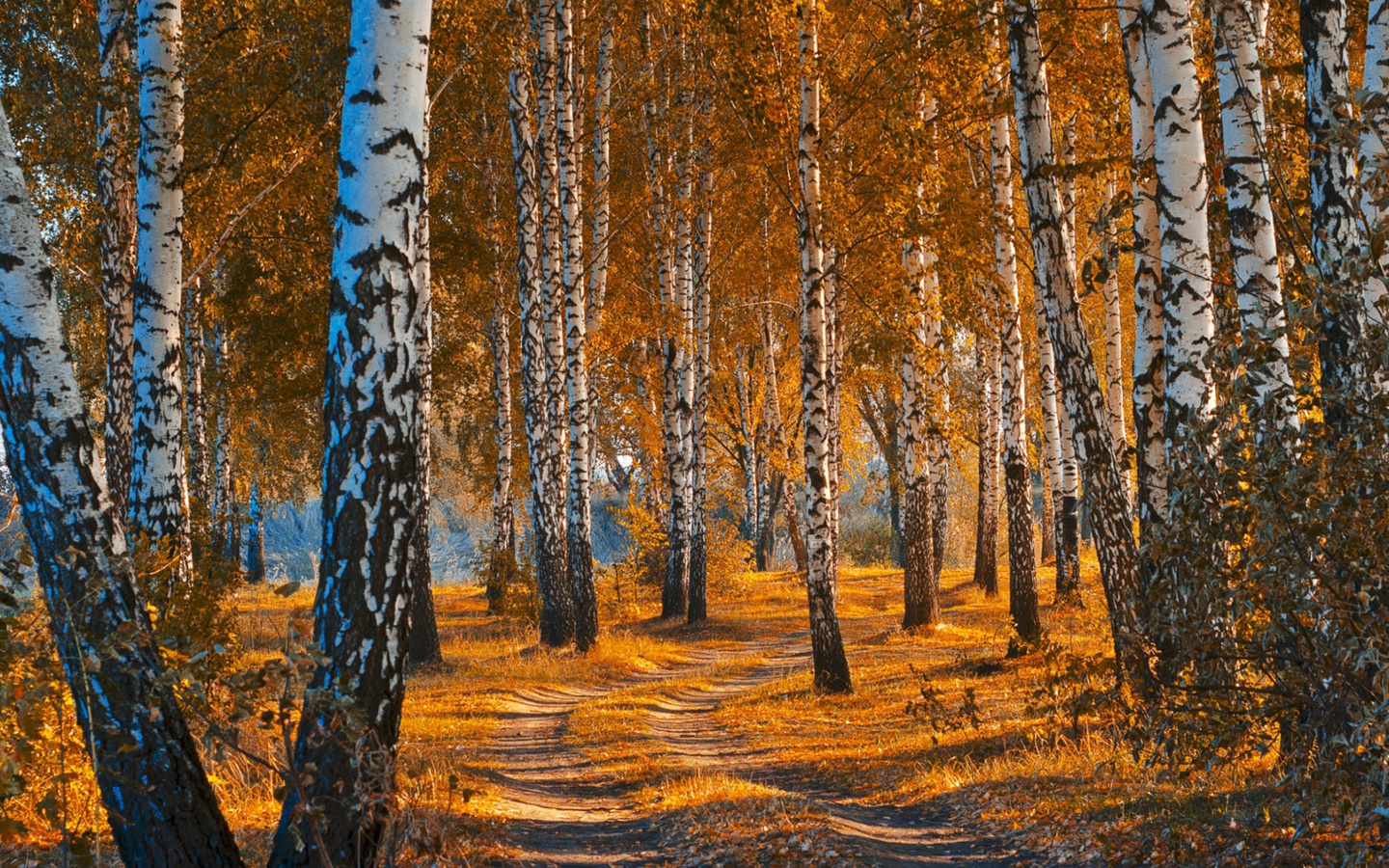 Screenshot №1 pro téma Autumn Forest in October 1440x900