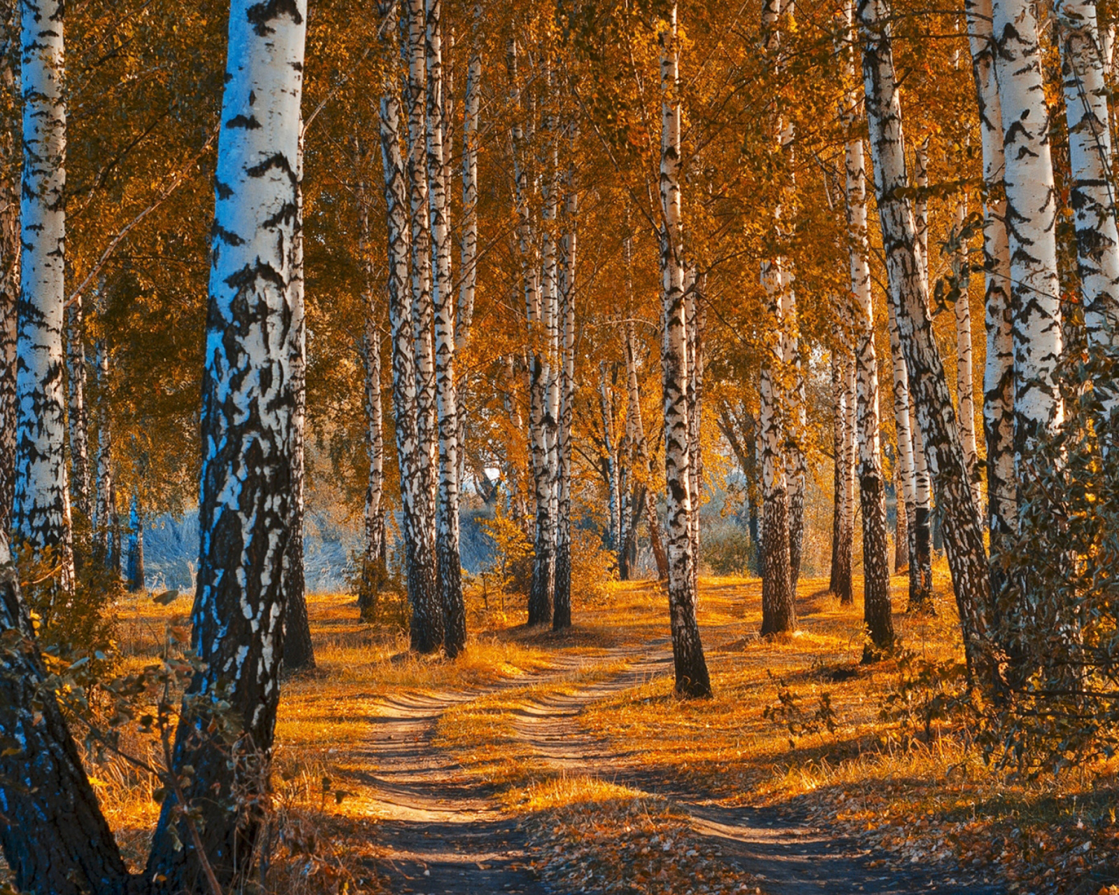 Autumn Forest in October wallpaper 1600x1280