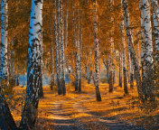 Fondo de pantalla Autumn Forest in October 176x144