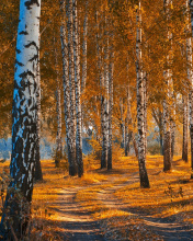 Fondo de pantalla Autumn Forest in October 176x220