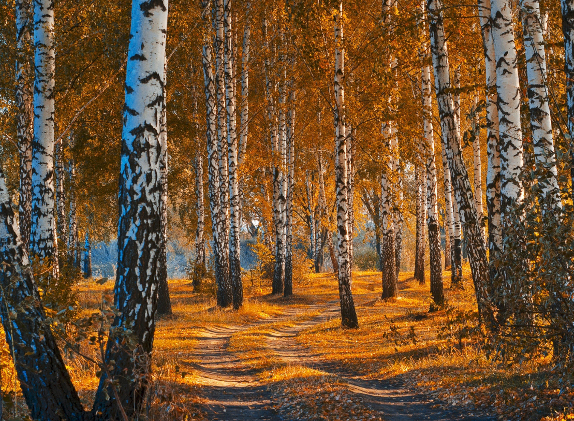 Autumn Forest in October wallpaper 1920x1408