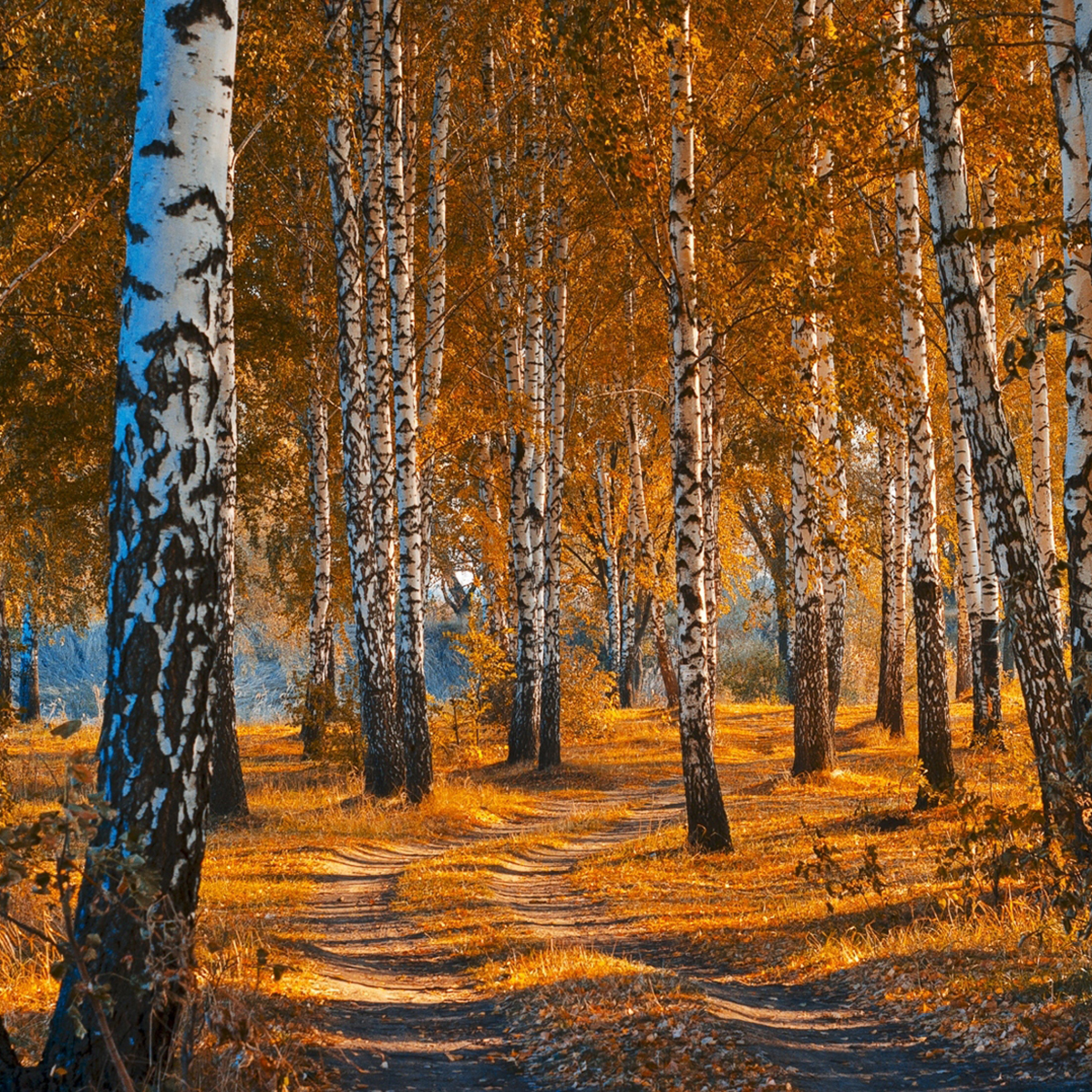 Обои Autumn Forest in October 2048x2048
