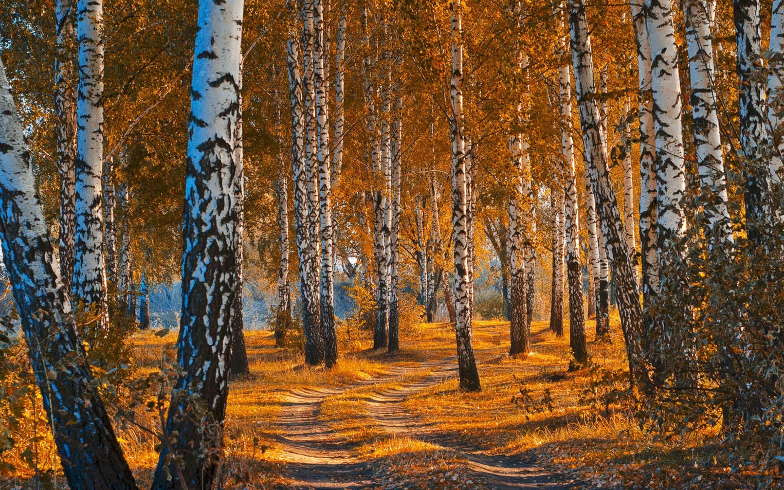 Обои Autumn Forest in October 2560x1600