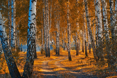 Fondo de pantalla Autumn Forest in October 480x320