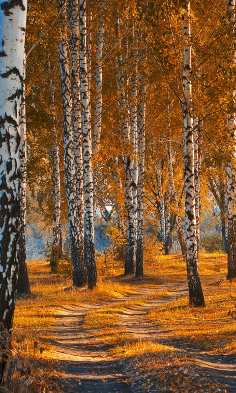 Autumn Forest in October wallpaper 480x800