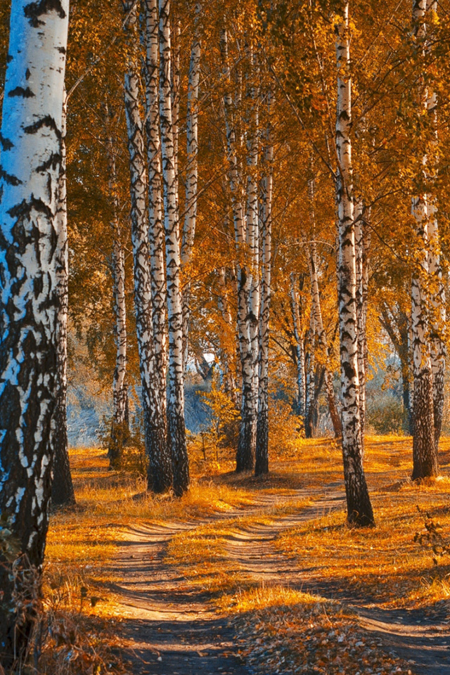 Обои Autumn Forest in October 640x960