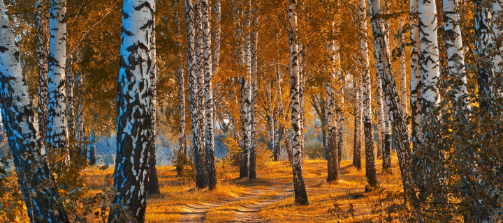 Das Autumn Forest in October Wallpaper 720x320