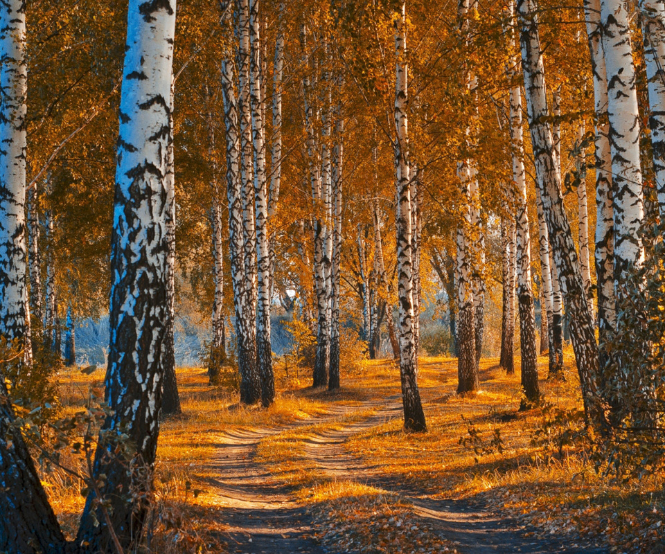 Обои Autumn Forest in October 960x800