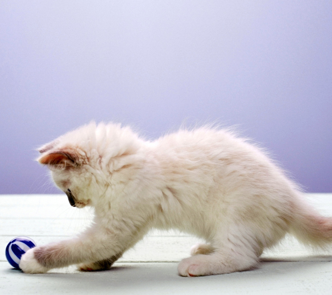 Das Cute Kittens Wallpaper 1080x960