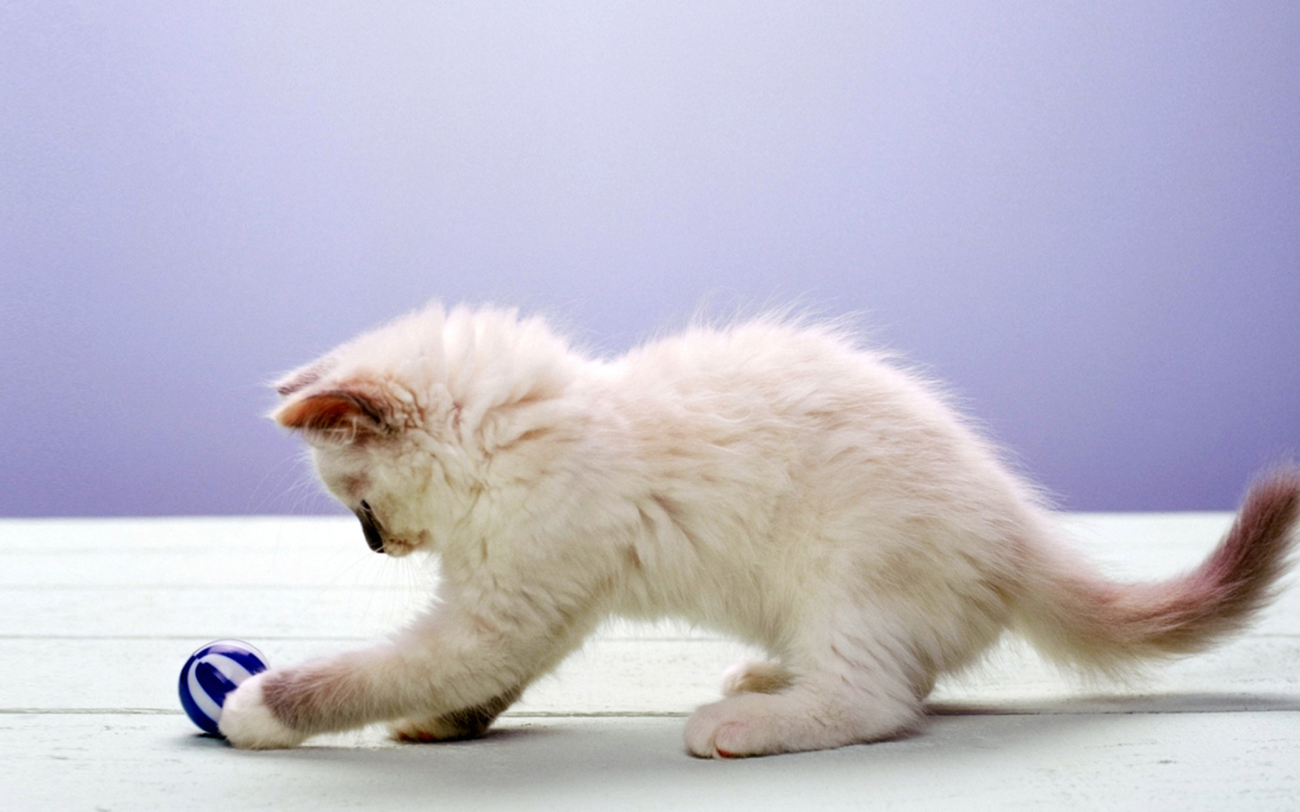 Fondo de pantalla Cute Kittens 1440x900