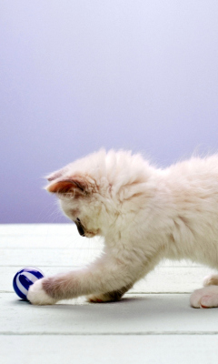 Cute Kittens screenshot #1 240x400