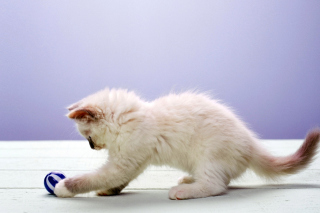 Cute Kittens - Obrázkek zdarma pro Samsung Galaxy Note 2 N7100