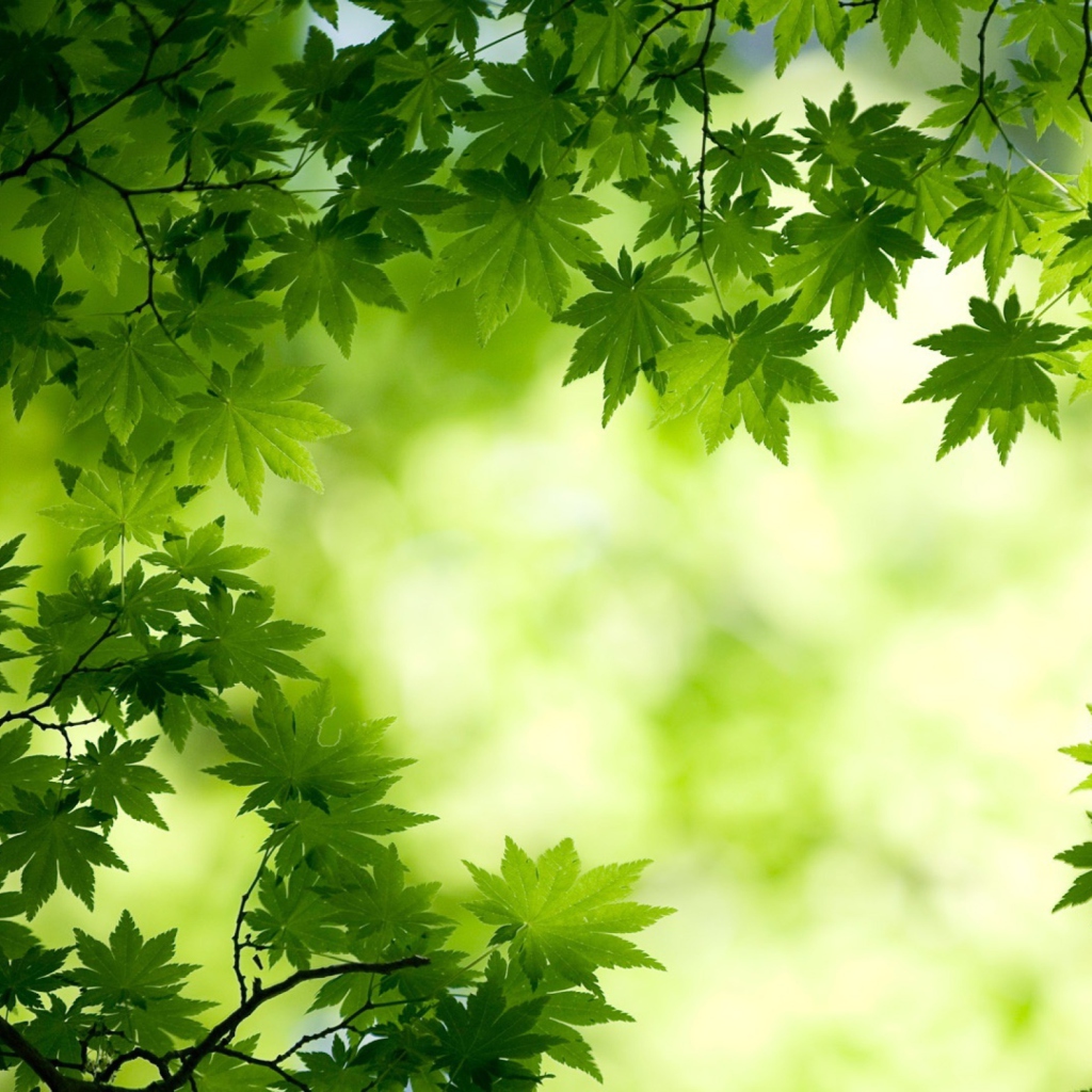 Green Maple Leaves wallpaper 1024x1024