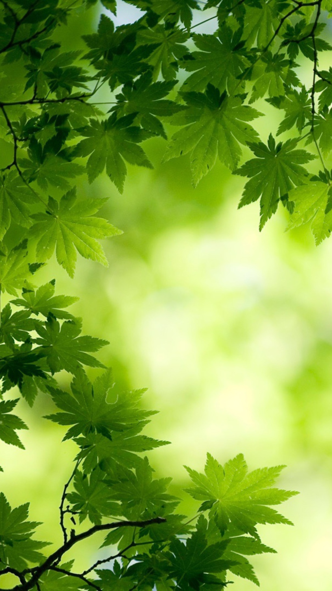 Green Maple Leaves wallpaper 1080x1920