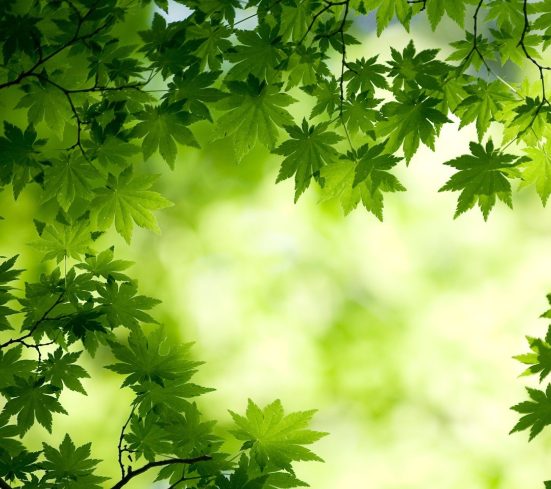 Green Maple Leaves wallpaper 1080x960