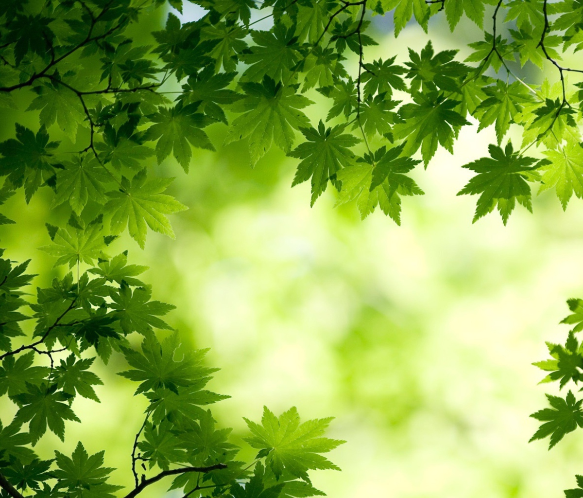 Das Green Maple Leaves Wallpaper 1200x1024