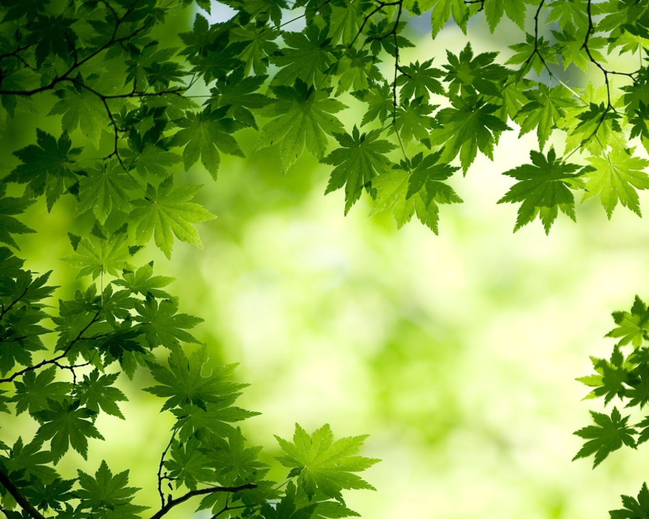 Fondo de pantalla Green Maple Leaves 1280x1024