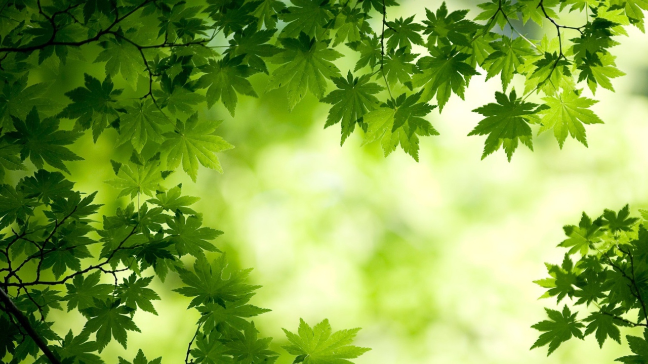 Screenshot №1 pro téma Green Maple Leaves 1280x720