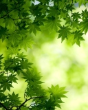 Fondo de pantalla Green Maple Leaves 128x160